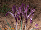  Iris farashae