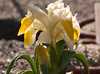  Iris peshmeniana