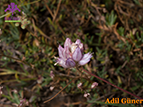  Allium goekyigitii
