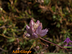  Allium goekyigitii