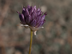  Allium karacae