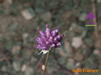  Allium karacae